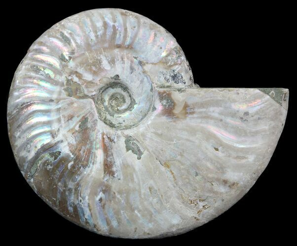 Silver Iridescent Ammonite - Madagascar #54869